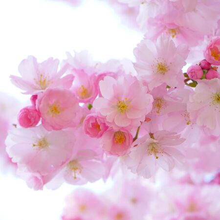 Bloom Blossom Cherry Blossom 54630